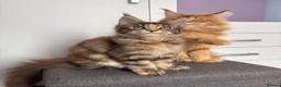 Maine Coon cats for sale: ✨Last Pure Bred Maine Coon Kitten Available  - Advert 8