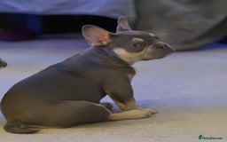 French Bulldog dogs for sale: French bulldog pups KC Reg - Image 3