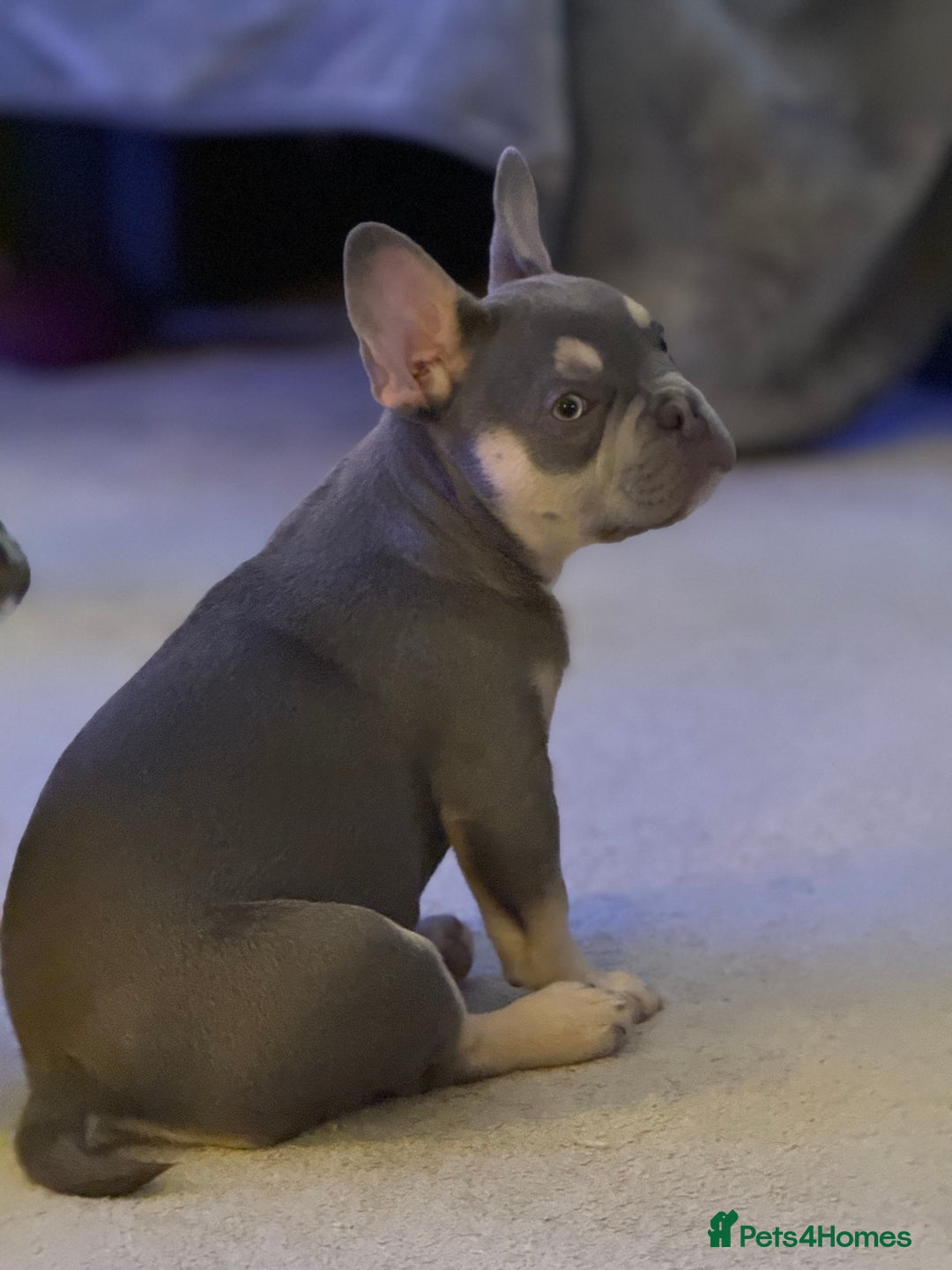 French Bulldog dogs for sale: French bulldog pups KC Reg - Image 3