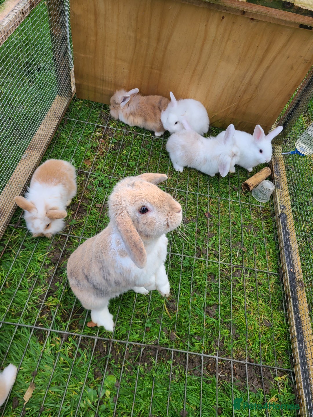 Mini Lion Lop rabbits for sale: Baby rabbits ready now males left - Advert 15