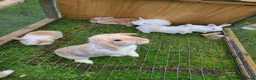 Mini Lion Lop rabbits for sale: Baby rabbits ready now 2 white females left - Advert 4