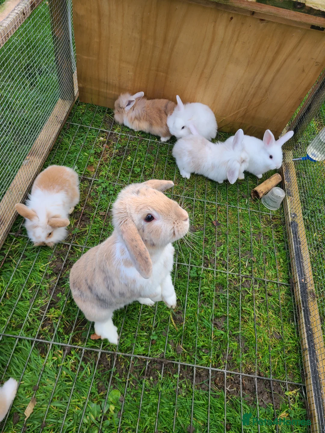 Mini Lion Lop rabbits for sale: Baby rabbits ready now 2 white females left - Advert 4