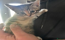 Mixed Breed cats for sale: Gorgeous kittens ready now 😍 x1 boy x2 girls  - Image 4