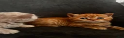 British Shorthair cats for sale: Last blue British shorthair kitten - Advert 18