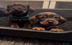 Dachshund dogs for sale: Wire haired daschund pups in Saltburn-by-the-Sea - Image 1
