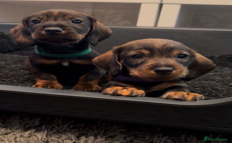 Dachshund dogs in Saltburn-by-the-Sea - Advert 15