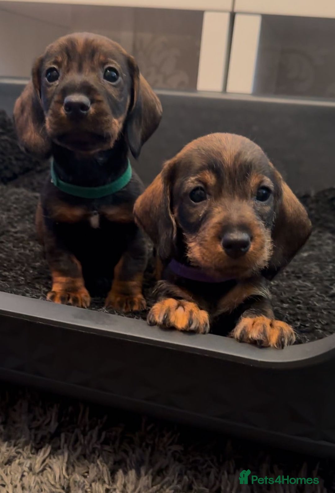 Dachshund dogs for sale: Wire haired daschund pups in Saltburn-by-the-Sea - Image 1