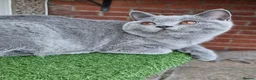 British Shorthair cats for sale: British Shorthair blue boy  - Advert 8