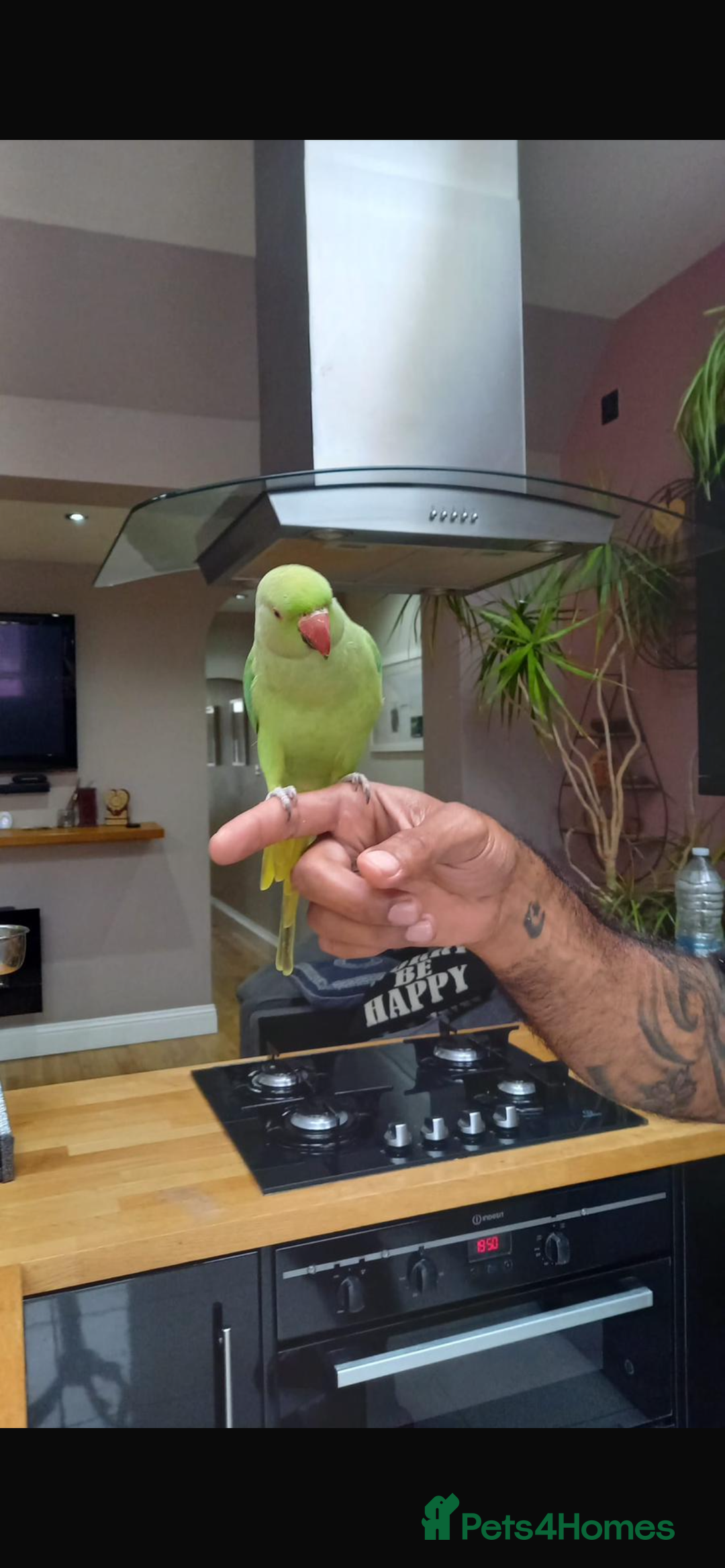 Parrots birds for sale: Indian ring neck parrot  - Image 4