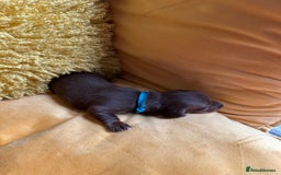 Miniature Dachshund dogs for sale: Miniature Dachshund stunning puppies  - Image 9