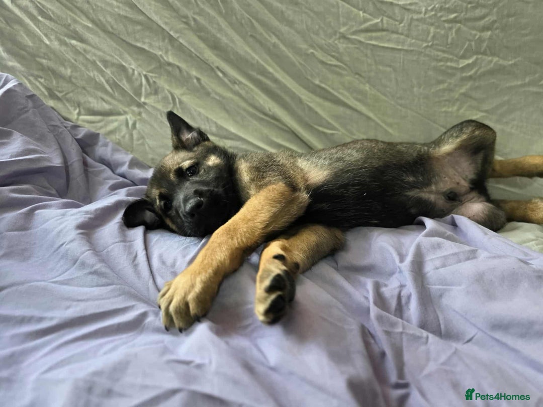 Mixed Breed dogs for sale: Belgian malinois x German shepherd puppies - Image 35