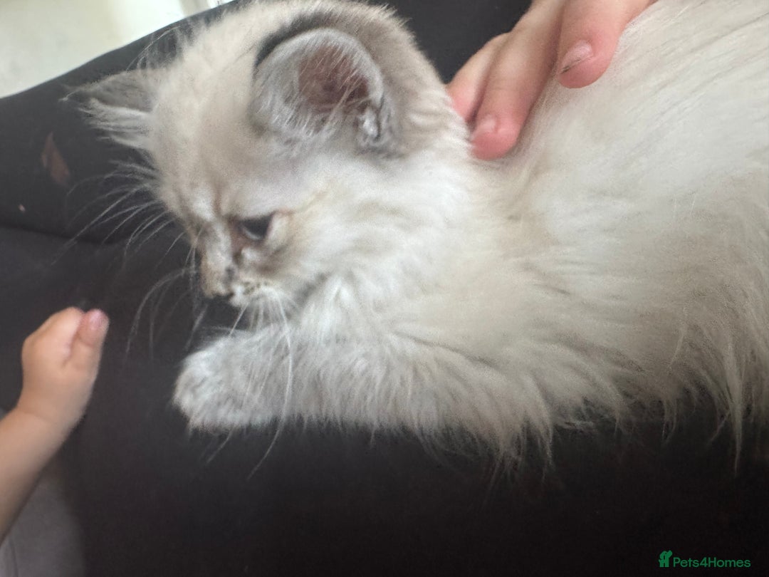 Ragdoll cats for sale: Ragdoll kitten - Image 3