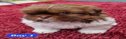 Shih Tzu dogs for sale: Shih tzu puppies looking for their forever home. in Leeds - Advert 3