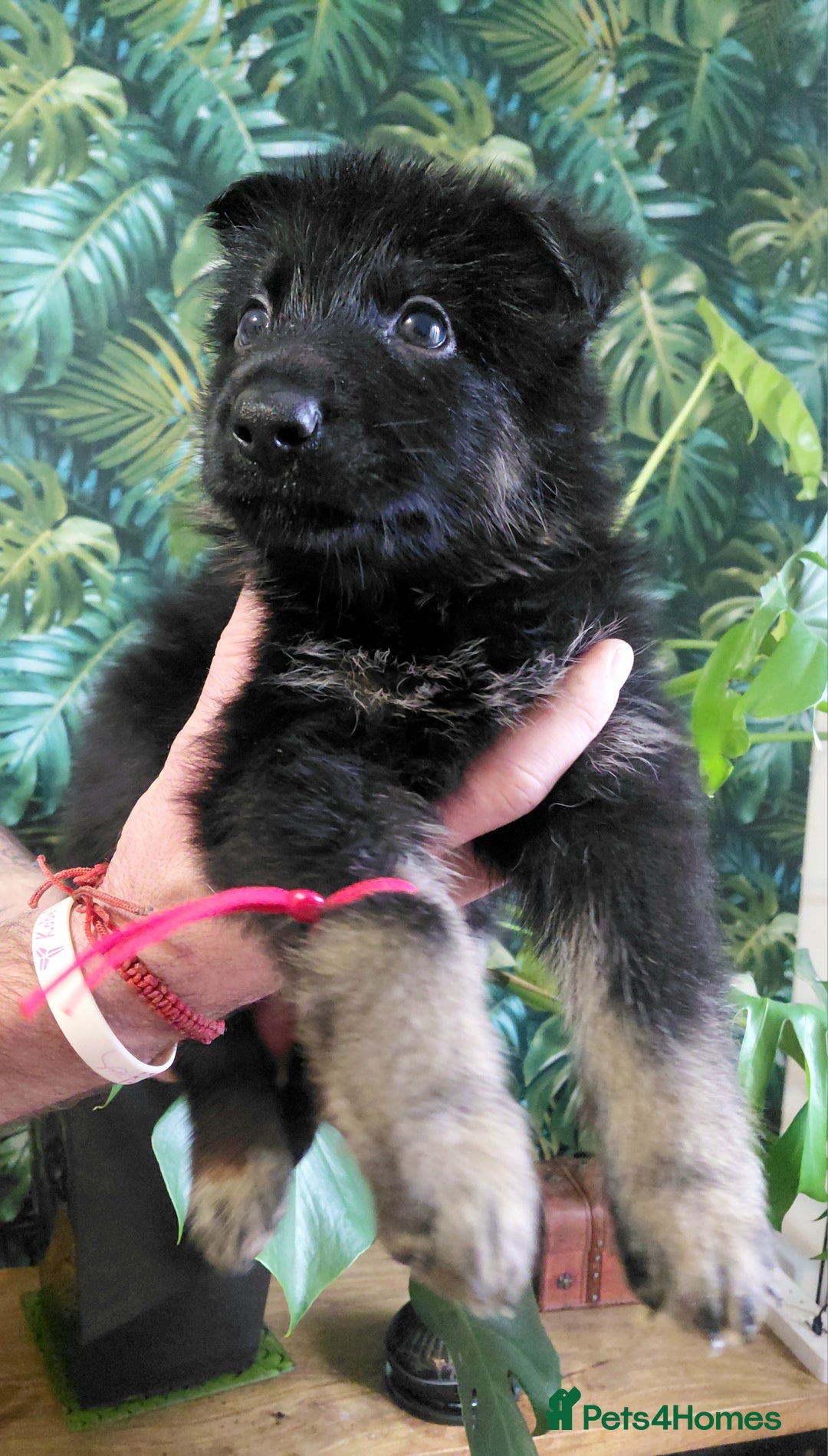 German Shepherd dogs for sale: German shepherd puppies - Advert 3