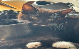 Domestic Shorthair cats for sale:  2 tuxedo kittens  - Image 4