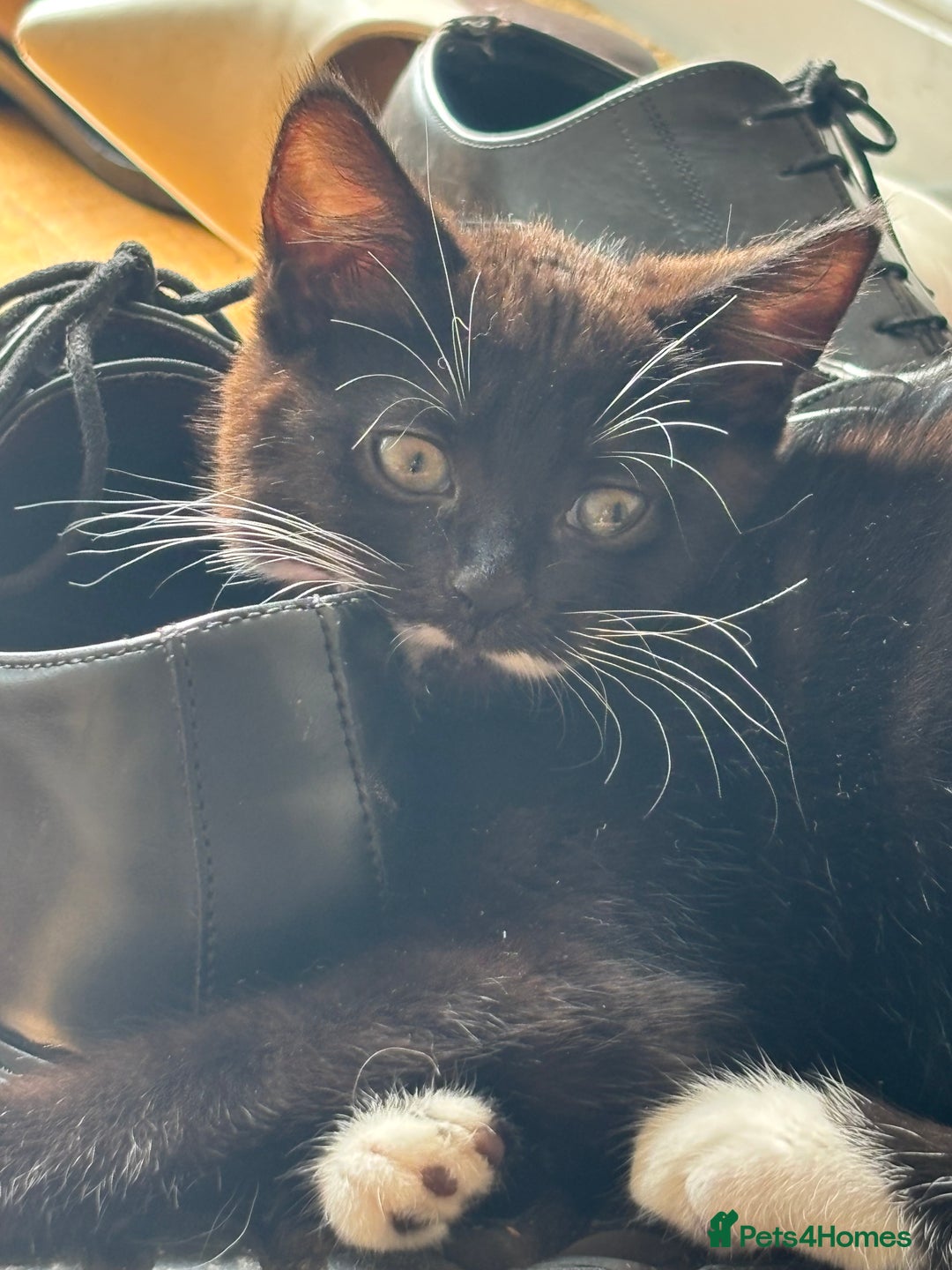Domestic Shorthair cats for sale:  2 tuxedo kittens  - Image 4