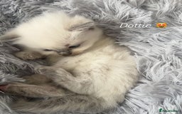 Ragdoll cats for sale: Blue colourpoint Ragdolls  - Image 1