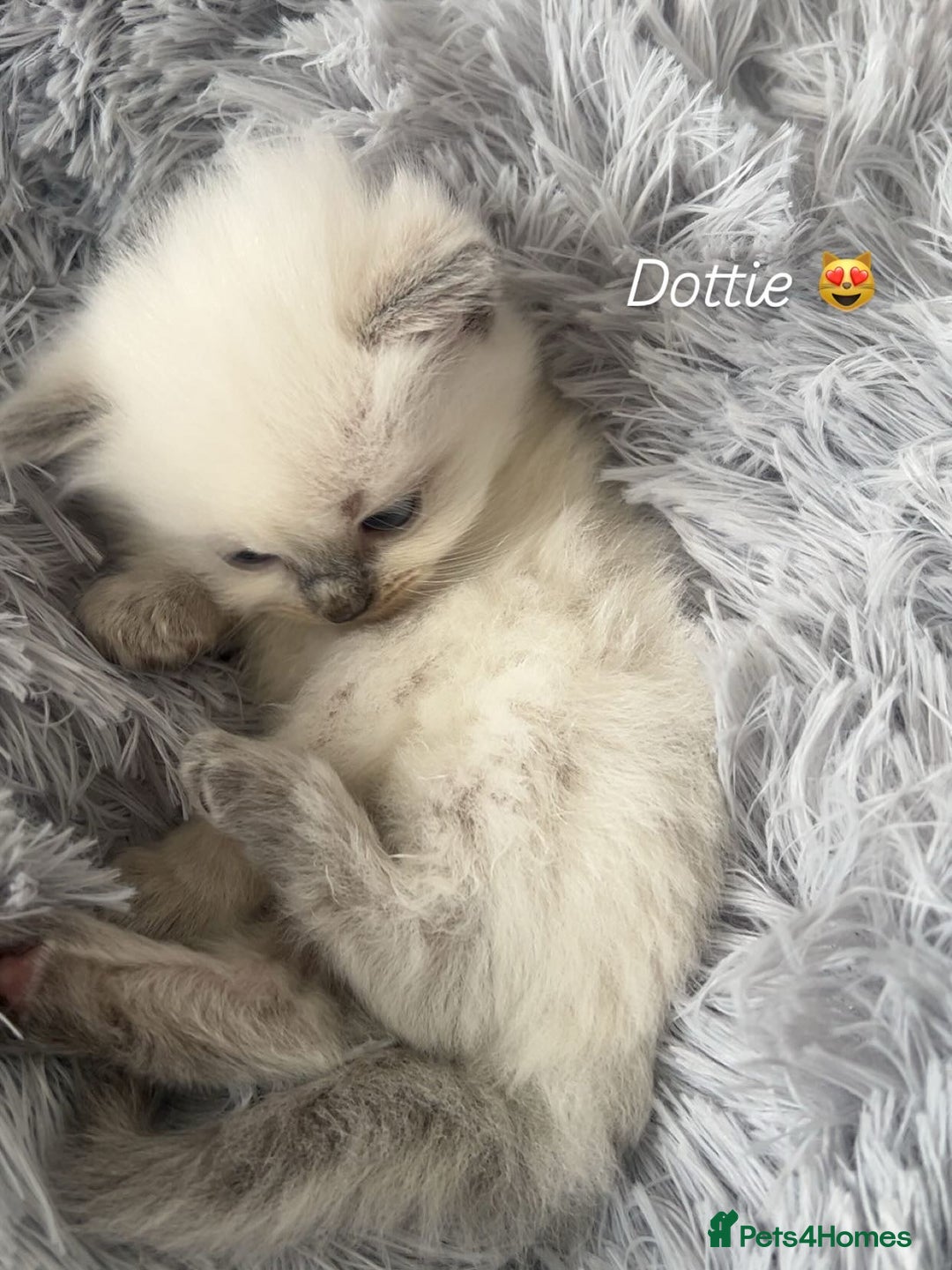 Ragdoll cats for sale: Blue colourpoint Ragdolls  - Image 1