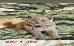British Shorthair cats for sale: 5 gorgeous British shorthair kittens ! - Image 6