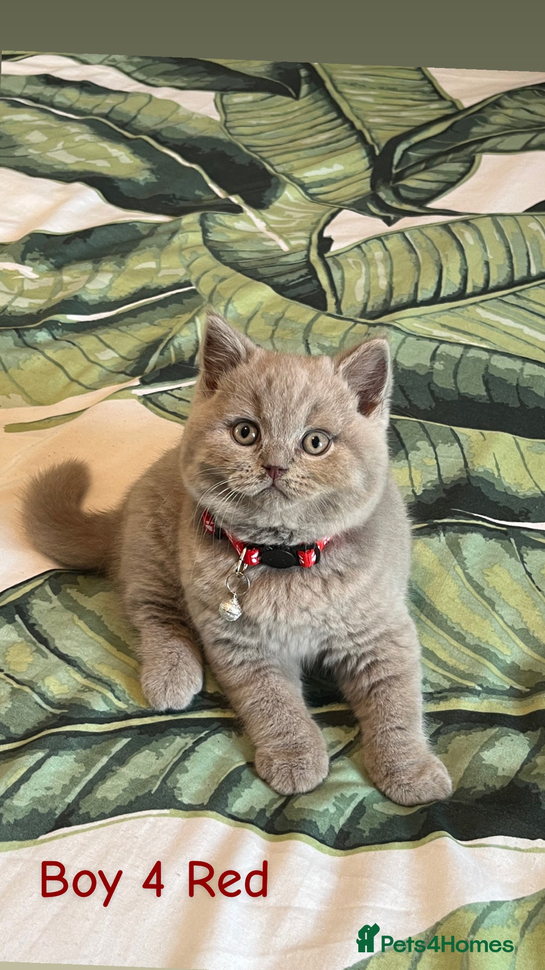 British Shorthair cats for sale: 5 gorgeous British shorthair kittens ! - Image 6