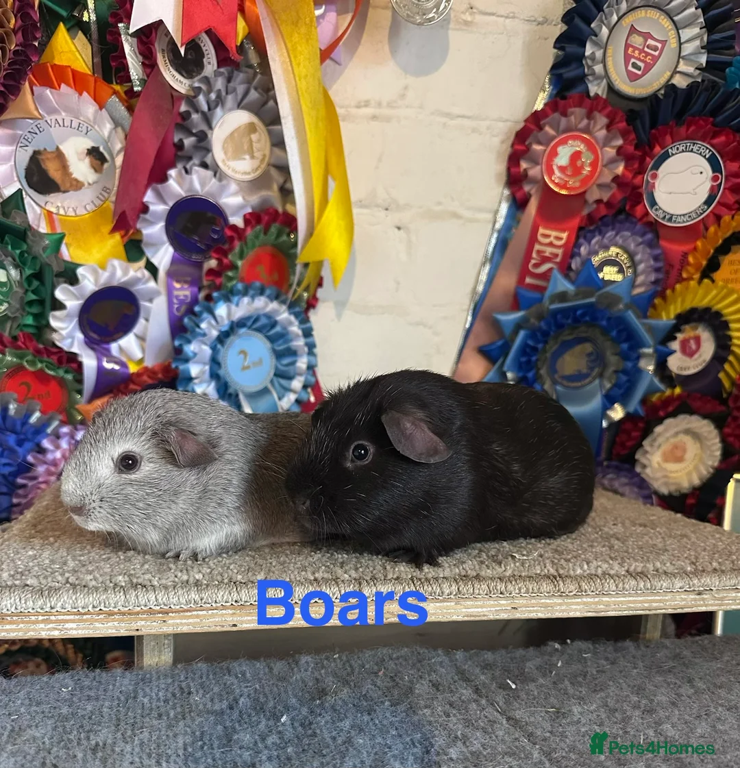 Guinea Pig rodents for sale: Guinea pigs lots of Young Show Sows and Boars  - Advert 5