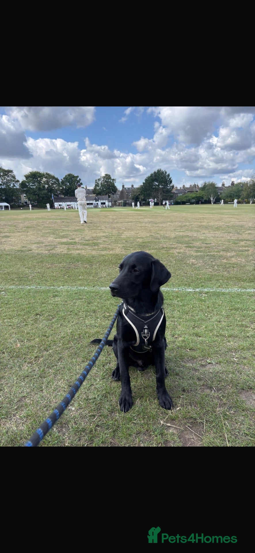 Labrador Retriever dogs 🐾 SKIPPER – KC REGISTERED WORKING LABRADOR - Advert 2