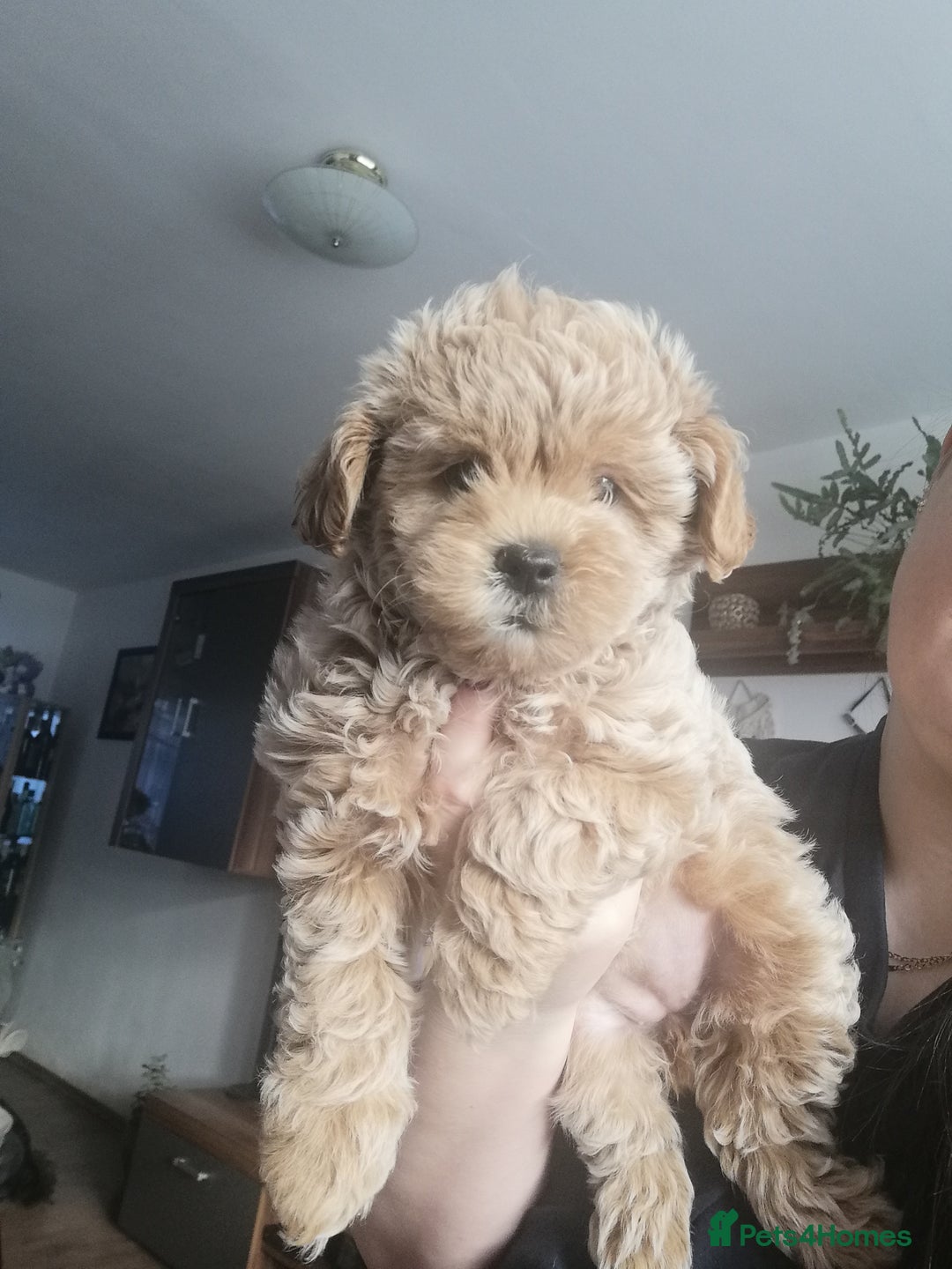 Shihpoo dogs for sale: Beautiful flyffy shihpoo girl - Advert 2