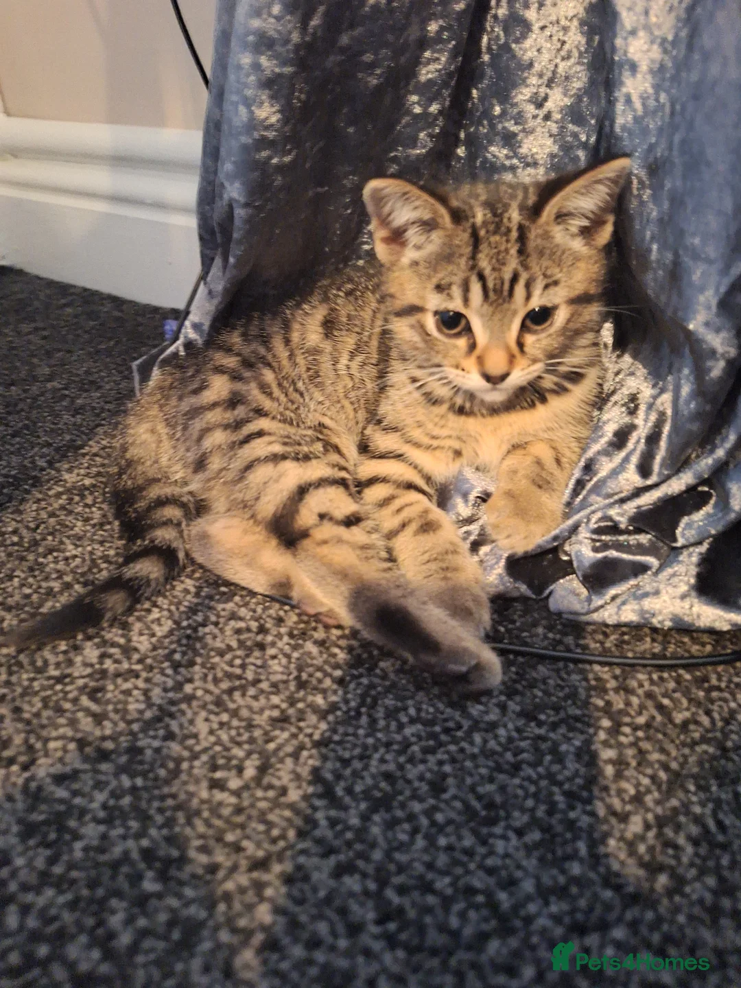 Bengal cats for sale: Gorgeous bengal mix babies just 1 left!! - Advert 2