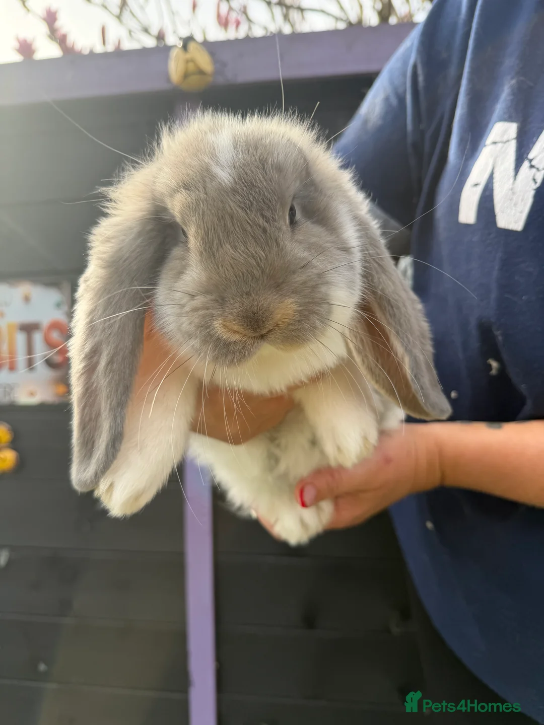 French Lop rabbits for sale: French lops  - Advert 2