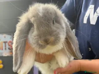 French Lop rabbits French lops - Advert 1