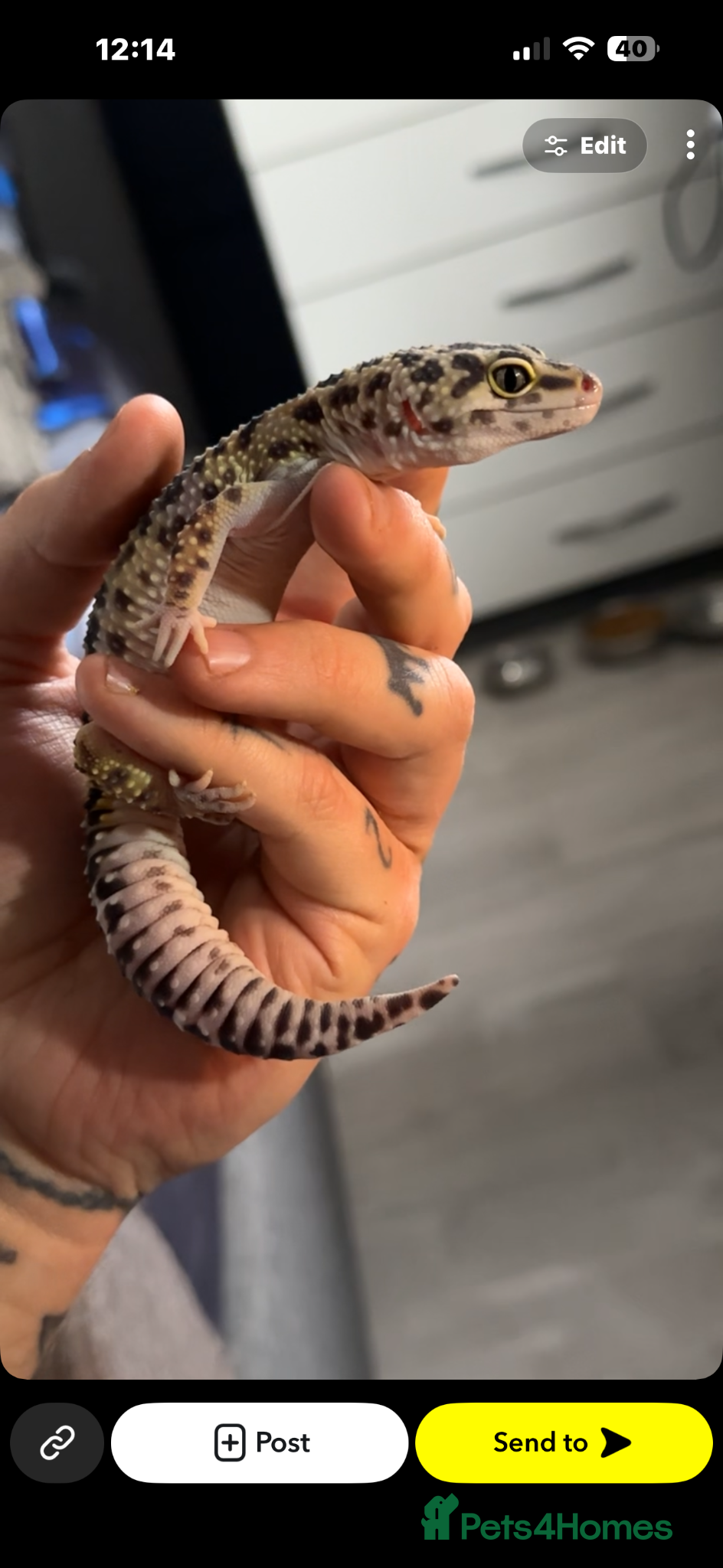 Leopard Gecko reptiles Leopard gecko  - Advert 1