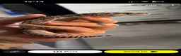 Leopard Gecko reptiles for sale: Leopard gecko  - Advert 1