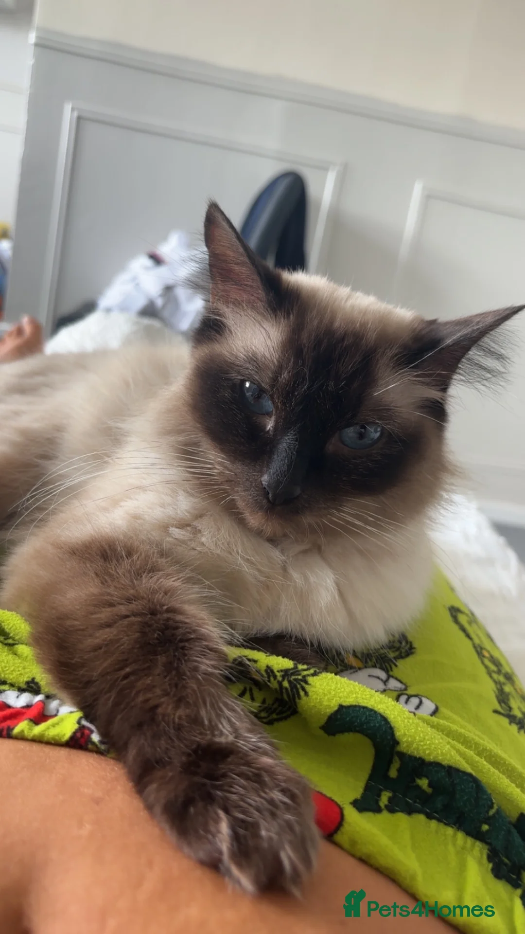 Mixed Breed cats for sale: Maincoon x ragdoll - Advert 2