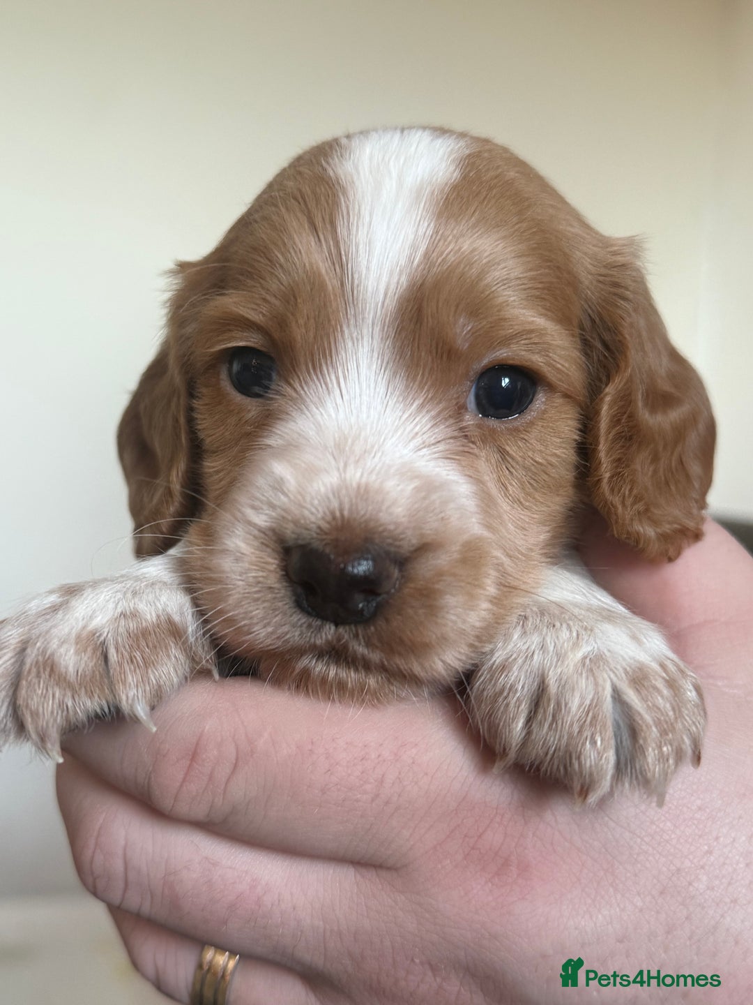 Cocker Spaniel dogs for sale: Beautiful cocker spaniels  - Advert 8