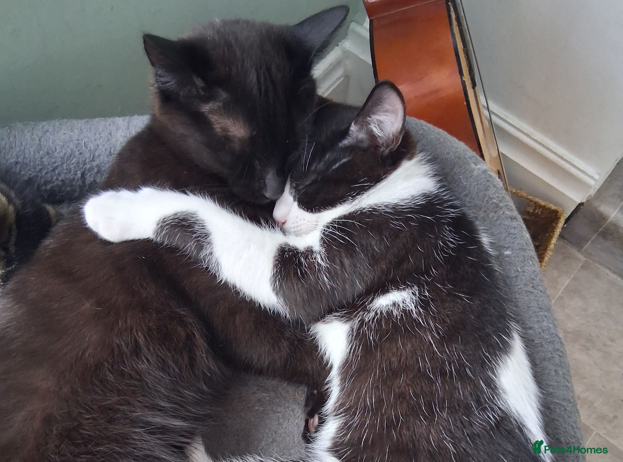 British Shorthair cats Two beautiful Tuxedo Males with glossy suits - Advert 1