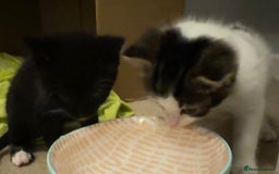 Domestic Shorthair cats for sale: Gorgeous boy and girl kittens  - Image 8