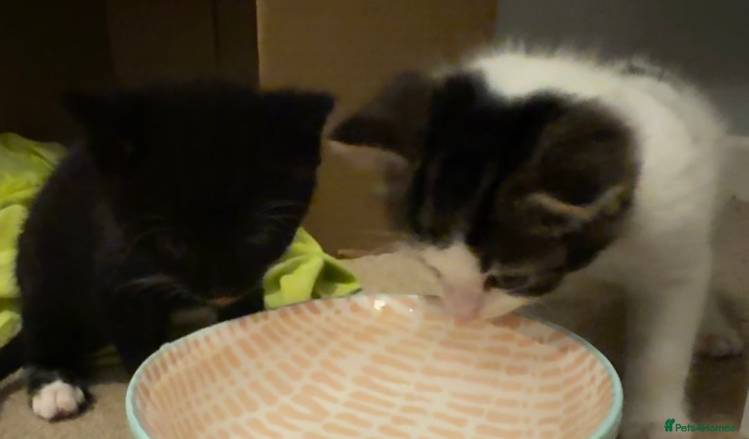Domestic Shorthair cats for sale: Gorgeous boy and girl kittens  - Image 8