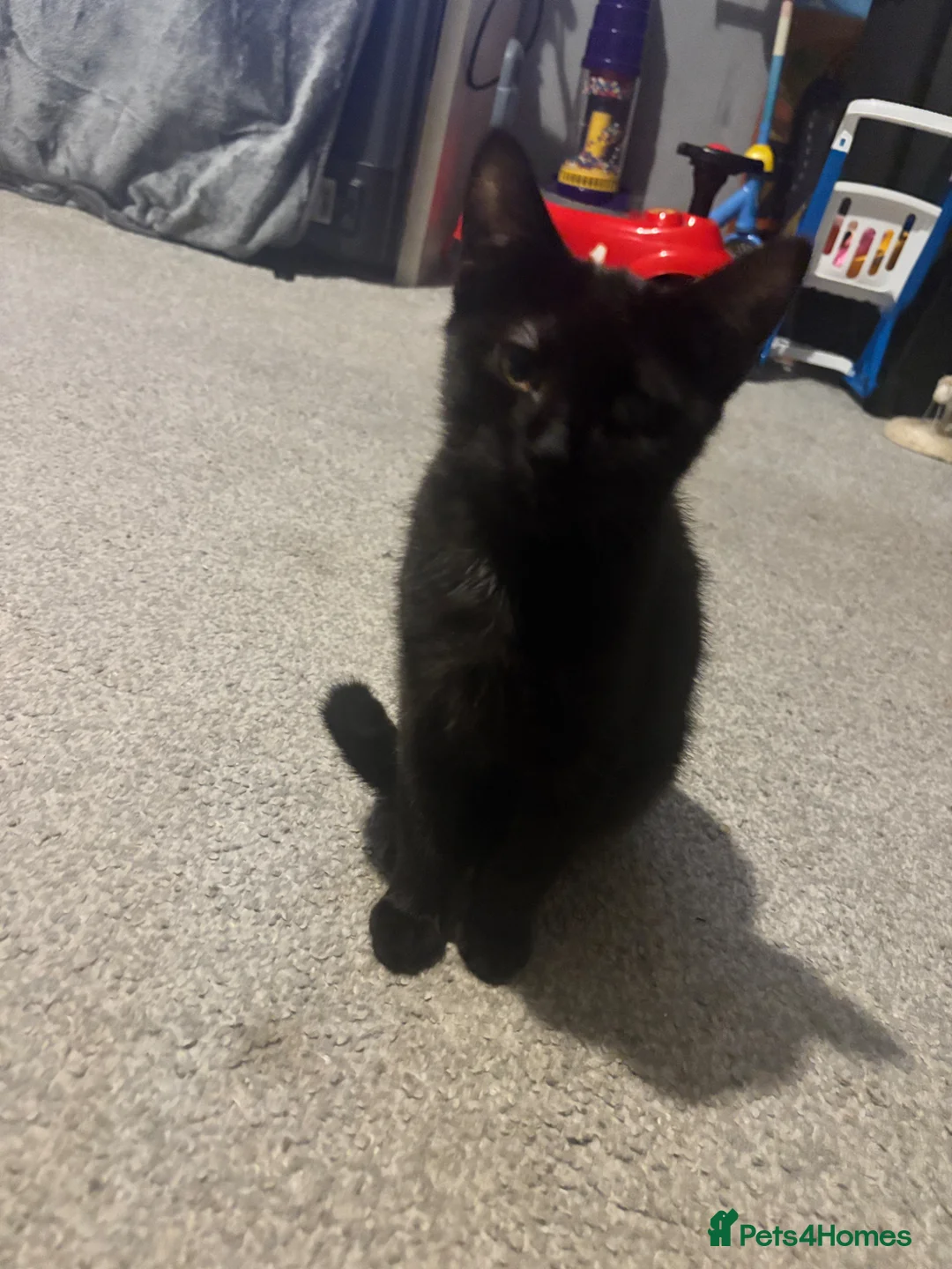 Mixed Breed cats for sale: Mixed breeds  in Lowestoft - Advert 2