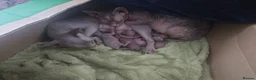Sphynx cats for sale: Sphynx kittens  - Advert 2