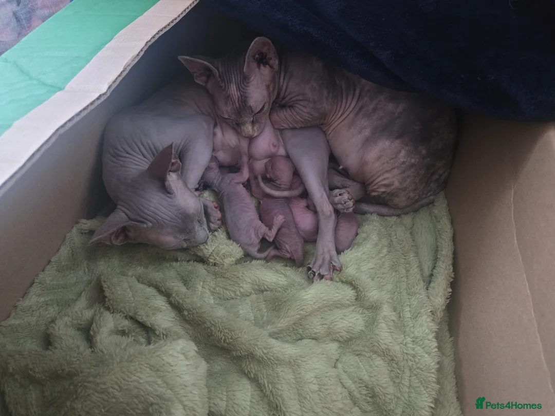 Sphynx cats for sale: Sphynx kittens  - Advert 2