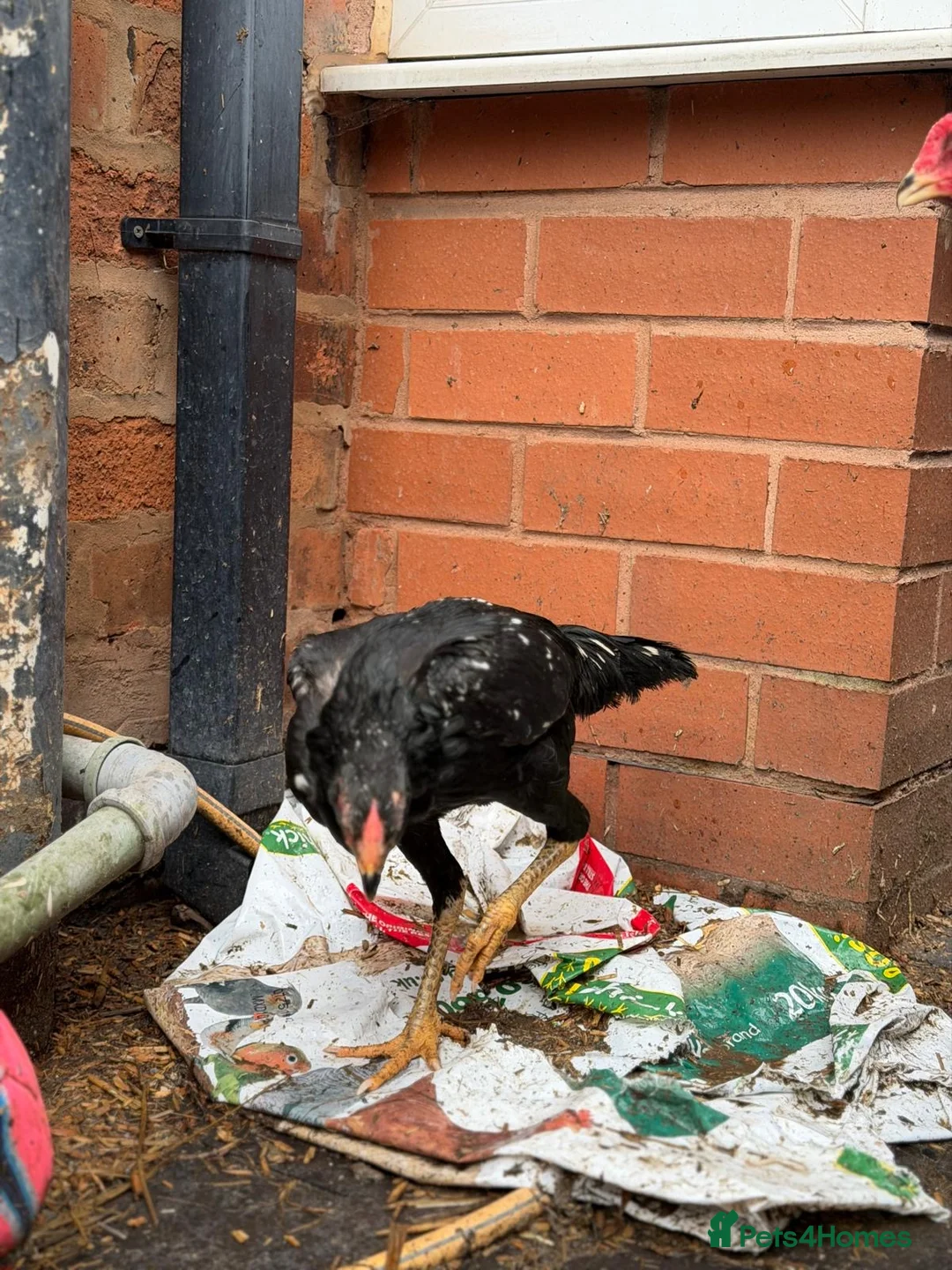 Hens poultry for sale: O shamo, shamo, Pakistani aseel and miwali   - Advert 12