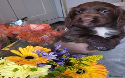 Cocker Spaniel dogs for sale: Kc registered beautiful cockers - Image 3