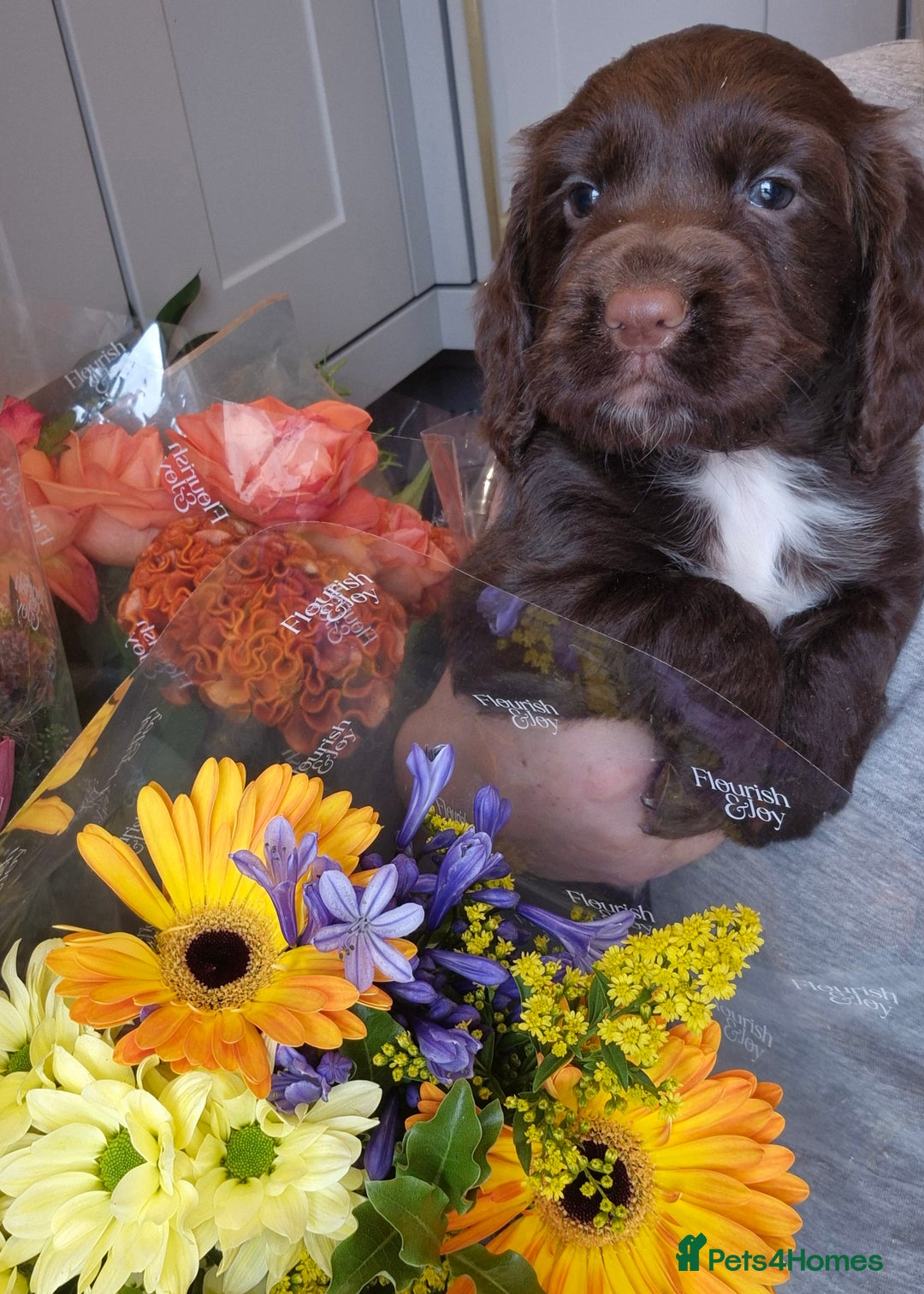 Cocker Spaniel dogs for sale: Kc registered beautiful cockers - Image 3