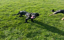 Mixed Breed dogs for sale: Black male springadore  - Image 8
