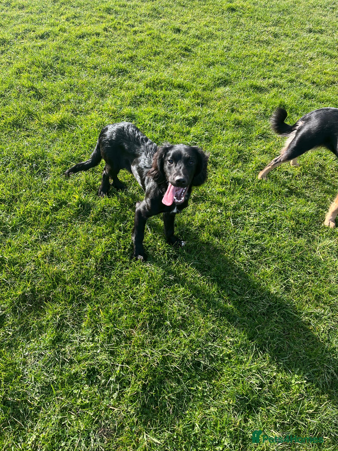 Mixed Breed dogs for sale: Black male springadore  - Image 8