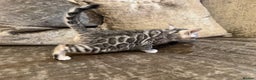 Bengal cats for sale: Exceptional TICA Registered Bengals- Champion Line - Advert 17