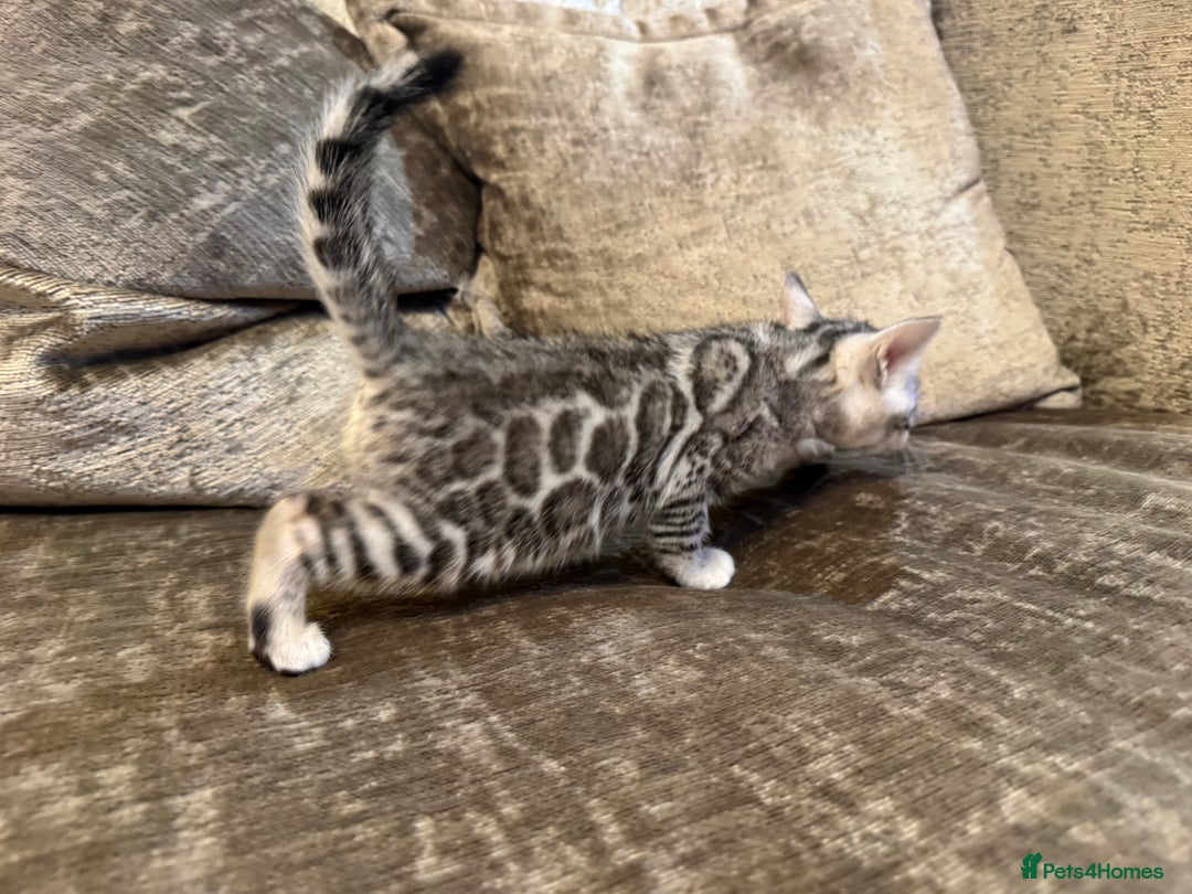 Bengal cats for sale: Exceptional TICA Registered Bengals- Champion Line - Advert 17