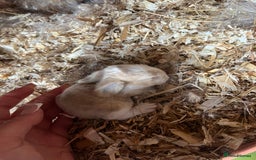 Mini Lop rabbits for sale: Mini lop baby bunnies  - Image 7