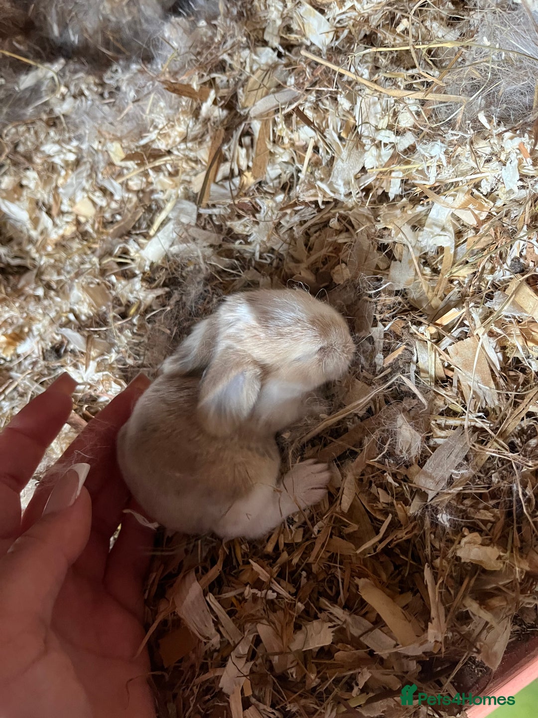 Mini Lop rabbits for sale: Mini lop baby bunnies  - Image 7