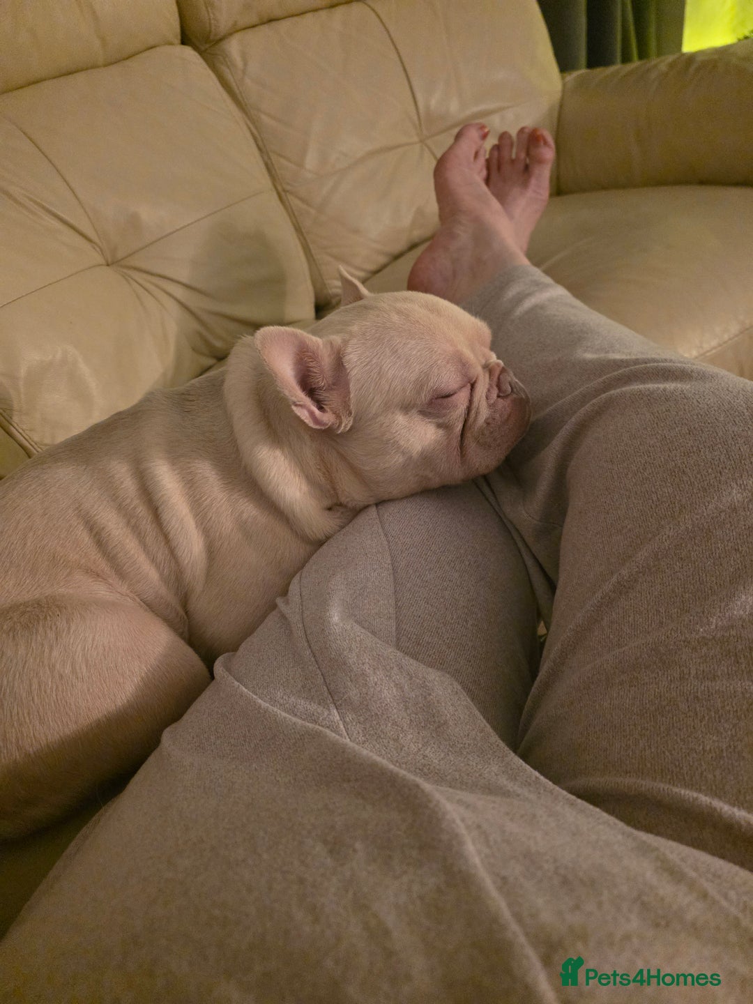 French Bulldog dogs for sale: Stunning French Bulldog for rehoming  - Advert 6